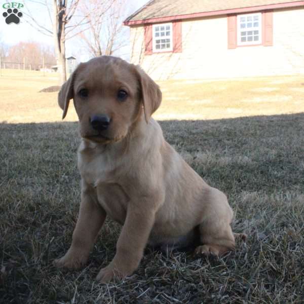 Charlie, Fox Red Labrador Retriever Puppy